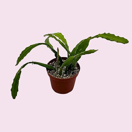 BubbleBlooms Epiphyllum Orchid Cactus in a 4 inch Pot Disocactus ackermannii,