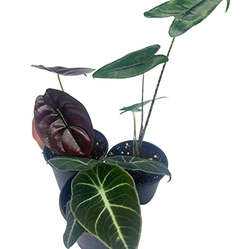 BubbleBlooms Jewel Alocasia Assortment, 3 Different Alocasias in 4 inch pots Grower's Choice