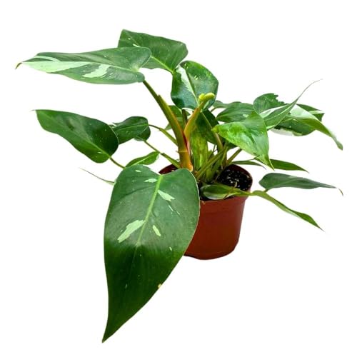 BubbleBlooms Philodendron White Princess 6 inch Rare Variegated Philo Indoor House Plant