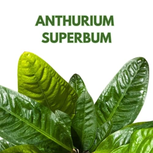 BubbleBlooms Anthurium Superbum 4 inch