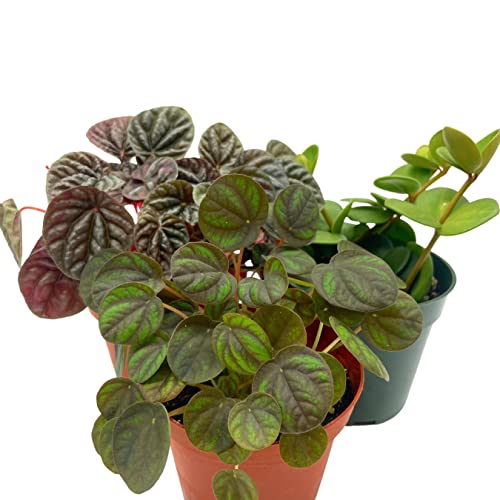 BubbleBlooms Peperomia Assortment Set, 4 inch pots, Set of 3, Watermelon, Marble, Ripple, Rosso, peppermill, Quito, Grower's Choice