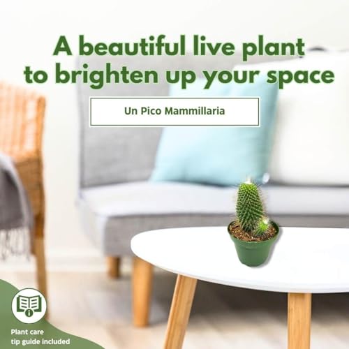 BubbleBlooms Un Pico Mammillaria spinosissima Spiny Pincushion Cactus, Well Rooted Potted Starter