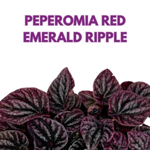 Peperomia Luna Red Ripple in a 6 inch Pot