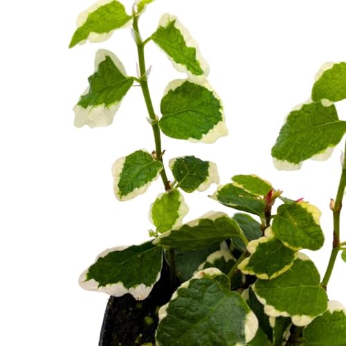 BubbleBlooms Ficus Pumila Variegata 2 inch Variegated Creeping Climbing Fig Tiny Mini Pixie Plants