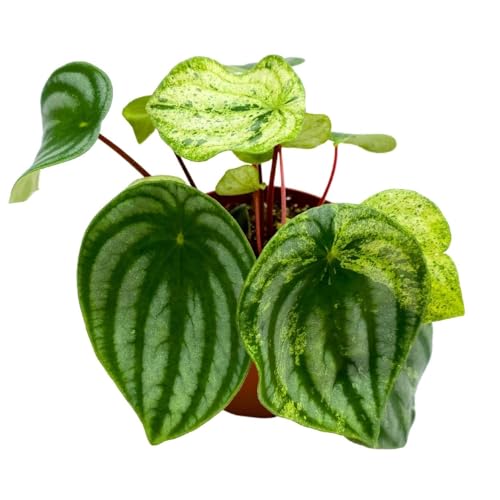 Harmony Foliage Harmony's Gold Dust in a 4 inch Pot peperomia Variegated Watermelon pep Sport