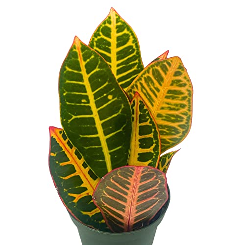 BubbleBlooms Variegated Croton, 4 inch Large Leaf Codiaeum variegatum