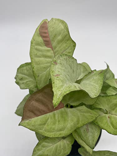 BubbleBlooms Milk Confetti Pink Variegated Syngonium in a 4 inch Pot Syngonium Albo Variegata Half Moon Pixie