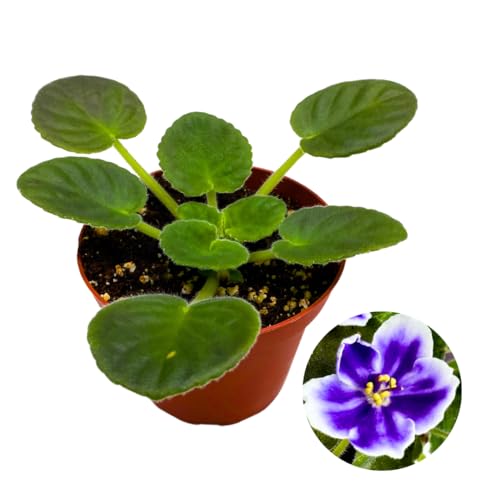 Harmony Foliage African Violet VaT Light in The Night 4 inch Blue Flower White Edge