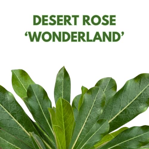 BubbleBlooms Desert Rose Wonderland in a 4 inch Pot Extremely Rare Flower