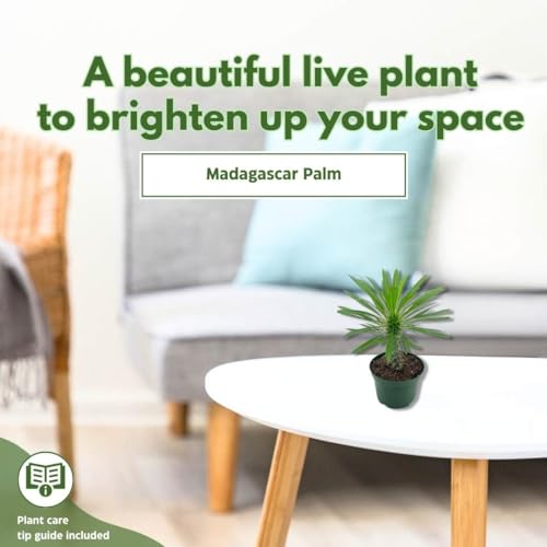 BubbleBlooms Madagascar Palm, Pachypodium Lamerei, in a 4 inch Pot