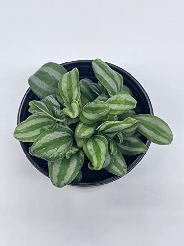 BubbleBlooms Peperomia Mini Watermelon, 4 inch verschaffeltii