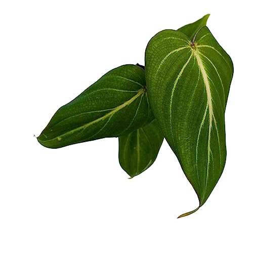 BubbleBlooms Philodendron Gloriosum, Anthurium Gloriosum, Velvet Philodendron, Creeper Plant in 2 inch Pot