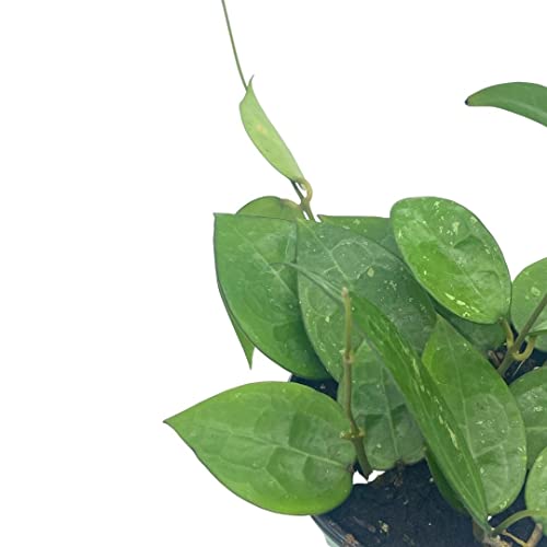 BubbleBlooms Hoya Black Margin, Parasitica, in 4-inch Pot, Rare Limited Collectors Plant