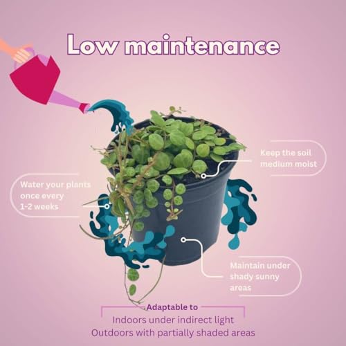 BubbleBlooms String of Turtles, Peperomia prostrata, Live in a 4 inch Pot