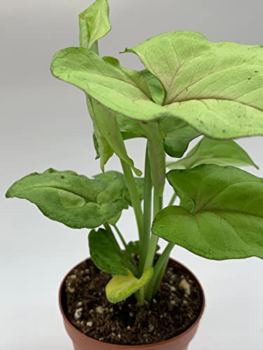 BubbleBlooms Syngonium Cream Allusion in 2 inch Pot, Well Rooted Live Starter House Plant