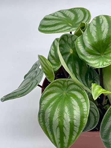 BubbleBlooms Watermelon Peperomia in a 6 inch Pot Peperomia Argyreia