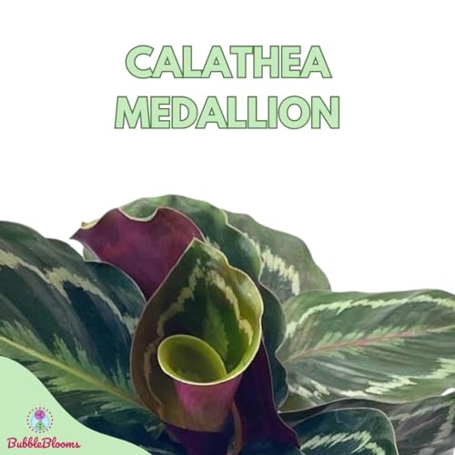 BubbleBlooms Calathea Medallion Set of 3 in 2 inch pots Tiny Mini Pixie Plant