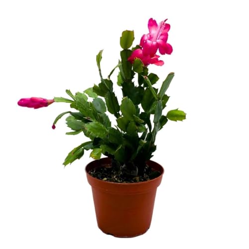 BubbleBlooms Christmas Cactus, 4 inch Xmas Thanksgiving Easter Holiday Schlumbergera Cacti Pink Red White Assorted Flower