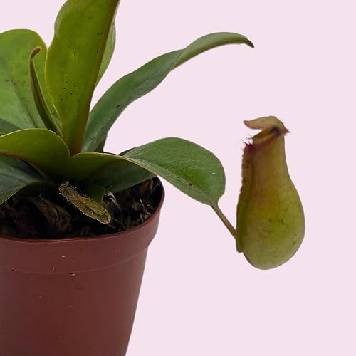 BubbleBlooms Winged Pitcher Plant, Carnivorous, in 2 inch Pot