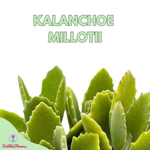 BubbleBlooms Kalanchoe millotii in a 4 inch Pot Millot Kalanchoe, Green Fuzzy Furry Leaves Succulent