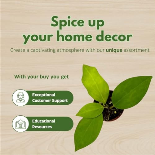 BubbleBlooms Hoya Cutis Porcelana 2 inch