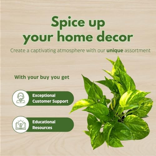 BubbleBlooms Golden Pothos 4 inch Epipremnum aureum