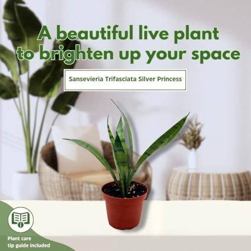 BubbleBlooms Sansevieria Silver Princess 4 inch Rare Sansevieria trifasciata Hybrid Snake Plant