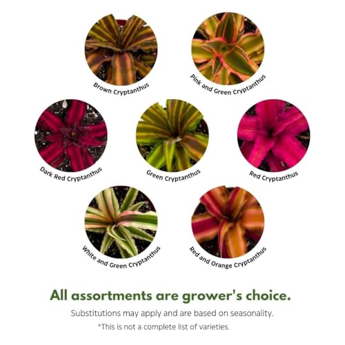 BubbleBlooms Crpyanthus Assortment Earth Star Set of 3 in a 4 inch Pot