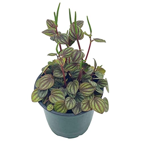 BubbleBlooms Peperomia Piccolo Banda, albovittata, in a 4 inch Pot, Rare Pep