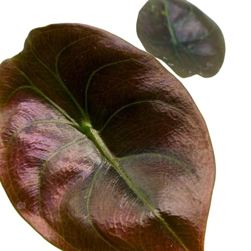 BubbleBlooms Alocasia Red Secrets, 2 inch Cuprea Rare Jewel Alocasia Starter Tiny Mini Pixie Plants