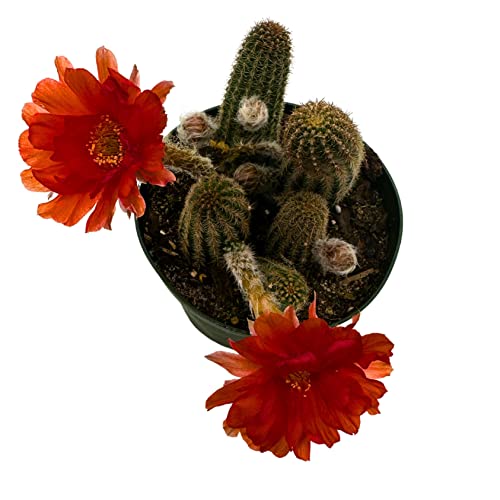 BubbleBlooms Peanut Cactus, Echinopsis chamaecereus in 4 inch Pot