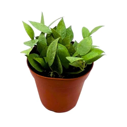 BubbleBlooms Hoya Krohniana Eskimo Super Silver, 4 inch Rare Exotic Indoor House Wax Plant