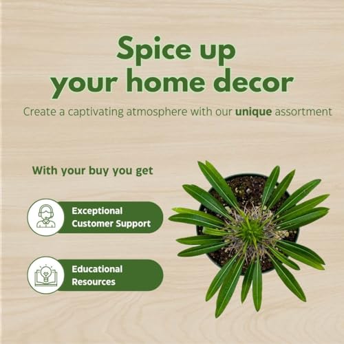 BubbleBlooms Madagascar Palm Pachypodium Geayi, 6 inch