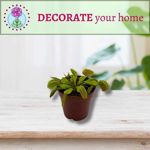 BubbleBlooms Red Venus Fly Trap, Carnivorous Plant, Venus's Flytrap, Dionaea muscipula, Fine Comb Saw Tooth, 2 inch Pot