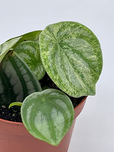 BubbleBlooms Harmony's Gold dust Variegated Watermelon Peperomia in a 4 inch Pot