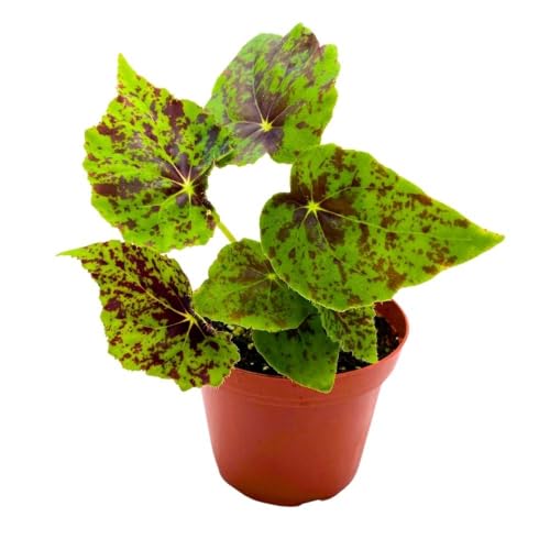 Harmony Foliage Begonia Shy Dancer, 4 inch Green with Brown Spots Rhizomatous Rhizo