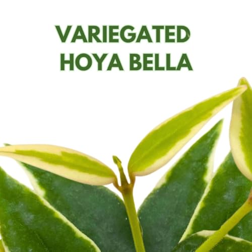 BubbleBlooms Hoya Varigated Bella Albomarginata in a 2 inch Pot