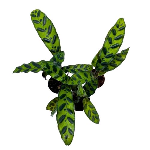BubbleBlooms Calathea Rattlesnake 2 inch Set of 3 Lancifolia Prayer Plant Tiny Mini Pixie Plants