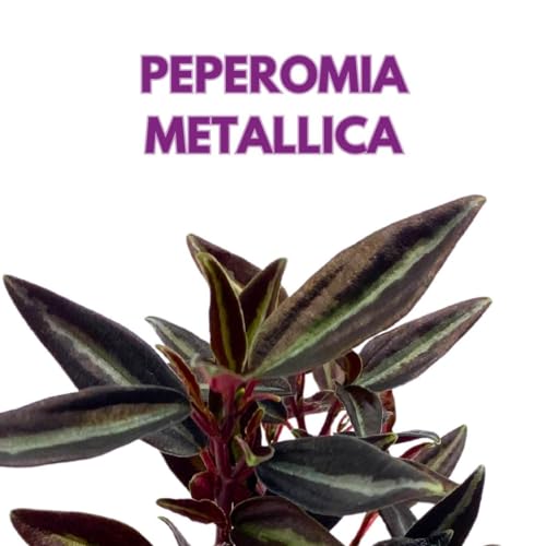 Peperomia Metallica in a 2 inch Pot