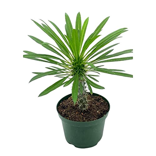 BubbleBlooms Madagascar Palm Pachypodium Lamerei 6 inch
