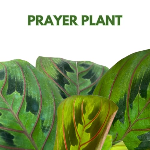 BubbleBlooms Mini Prayer Plant Calathea in 2 inch Pot, Growers Choice