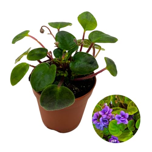 Harmony Foliage Mini African Violet Rob's Gundaroo, 2 inch Purple Flower