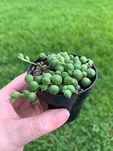 BubbleBlooms String of Pearls, Beads, peas Senecio rowleyanus Curio Rosary Plant in 2 inch Pot