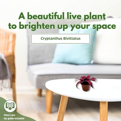 BubbleBlooms Cryptanthus Bivittatus in a 2 inch Pot Earth Star Bromeliad, Tiny Mini Pixie Plant, Dark Red