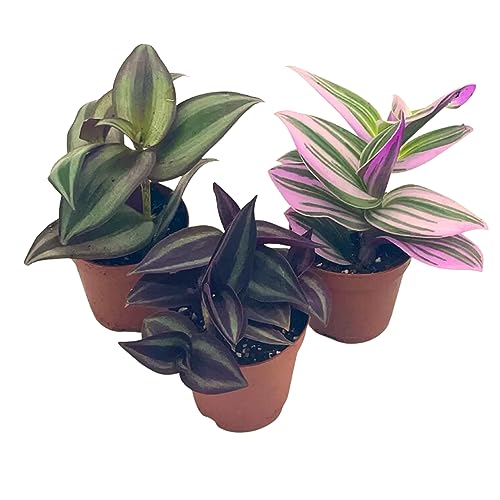 Wandering Dude Assortment, Tradescantia Variety, 2 inch, Set of 3 Tiny Mini Pixie Plant