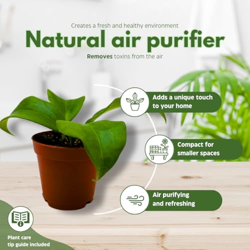 BubbleBlooms Hoya Quinquenervia 2 inch