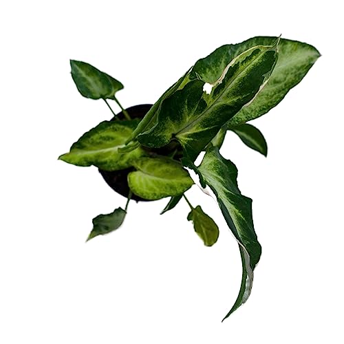 BubbleBlooms Starlite Syngonium, Zebrina, Raggedy Anne in 4 inch Pot