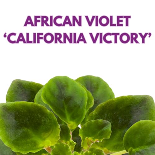 Harmony Foliage Mini African Violet California Victory, 2 inch White Pink Flower