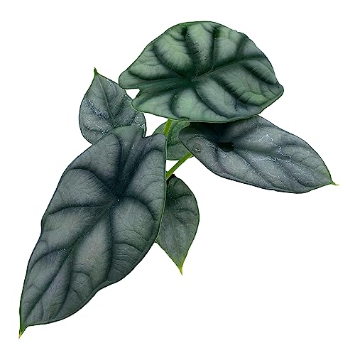 BubbleBlooms Alocasia Silver Dragon, Alocasia Baginda, Jewel Alocasia, Elephant Ear Silver Dragon in 2 inch Pot