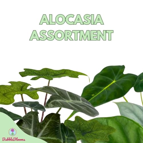 BubbleBlooms Alocasia Assortment Set, 2 inch pots, 4 Different Alocasias Frydek, Black Velvet, Silver Dragon, Maharani, Regal Shield, Bambino